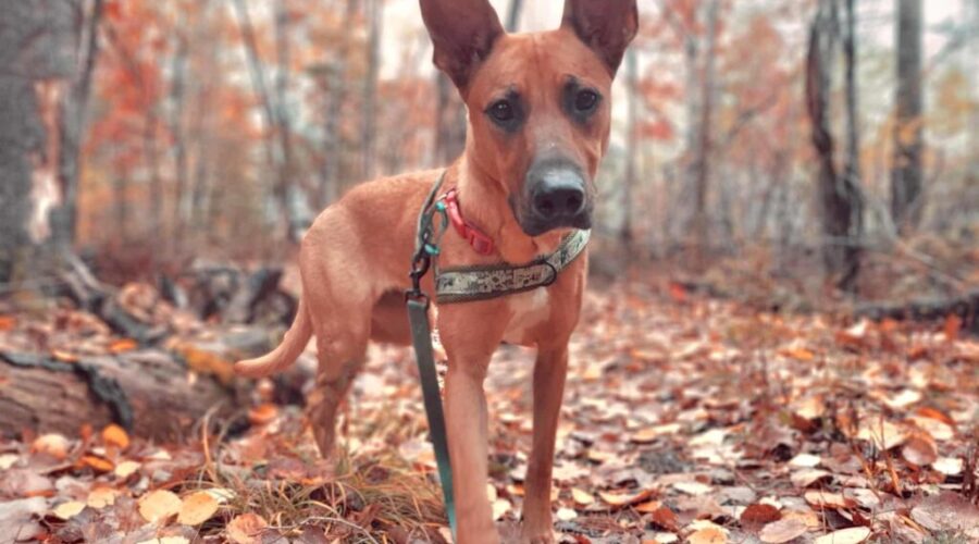 This is Beasley.  She is looking for her forever home.