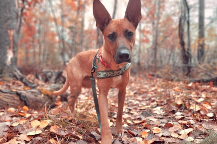 This is Beasley.  She is looking for her forever home.