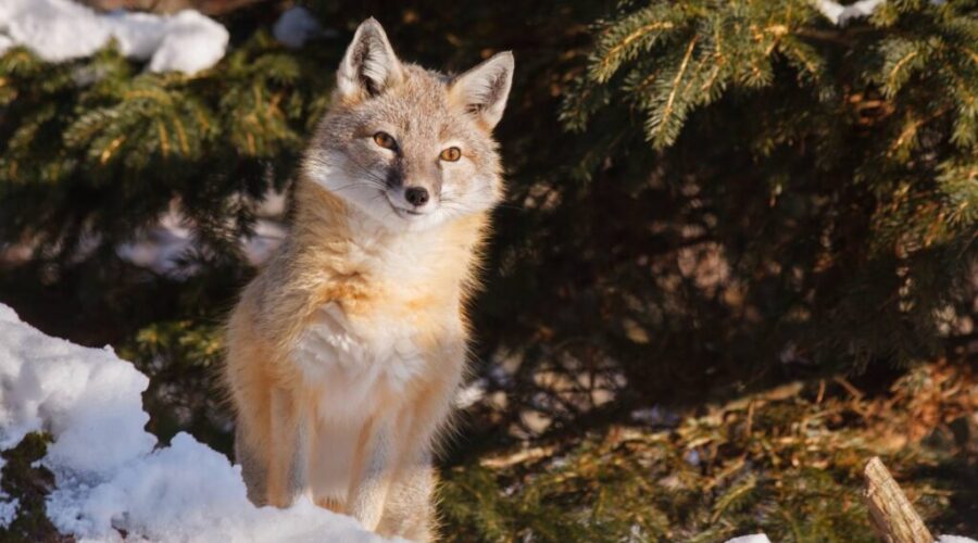 NCC marks 30 years of holiday Green Gifts program