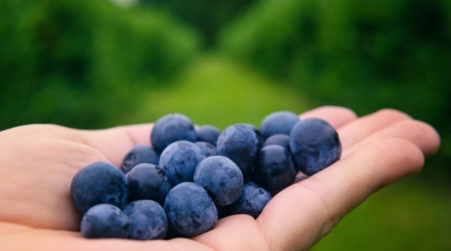 N.B. blueberry growers say $21M losses dwarf aid plan