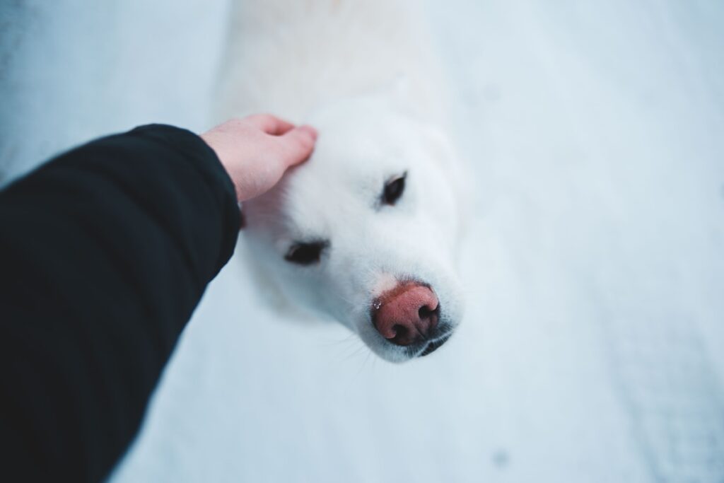 person in black jacket holds adult large white short-coated dog