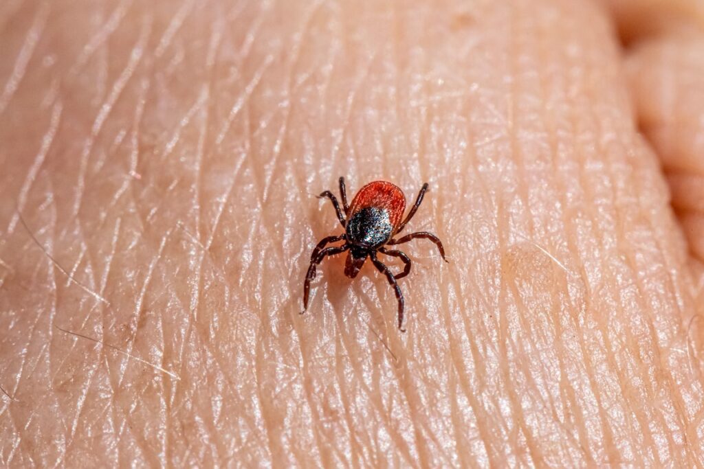 a close up of a tick laying on someone's arm