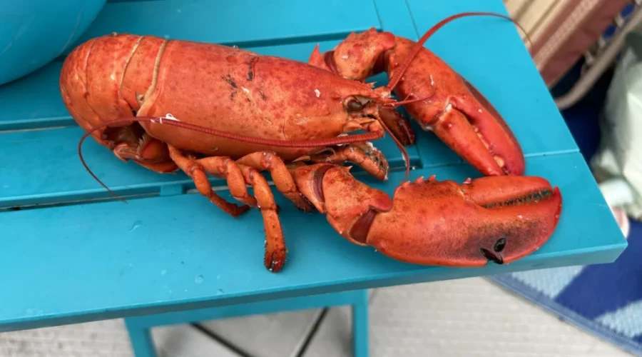 ‘A good step forward,’ N.S. MP on Chinese lobster tariffs being removed
