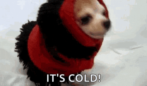 When the Cold Hits, Protect Your Pets
