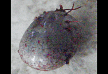 Ticks don’t care what month it is.