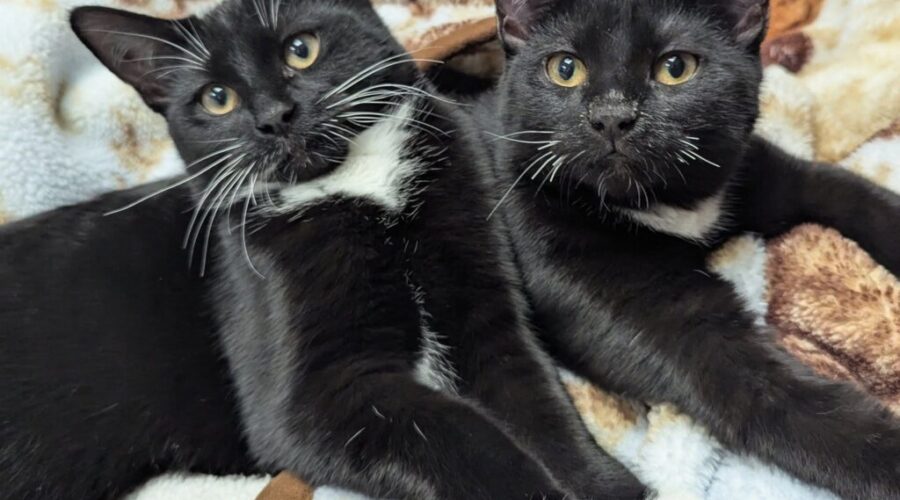St. George Animal Shelter does incredible work