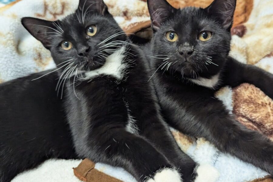 St. George Animal Shelter does incredible work