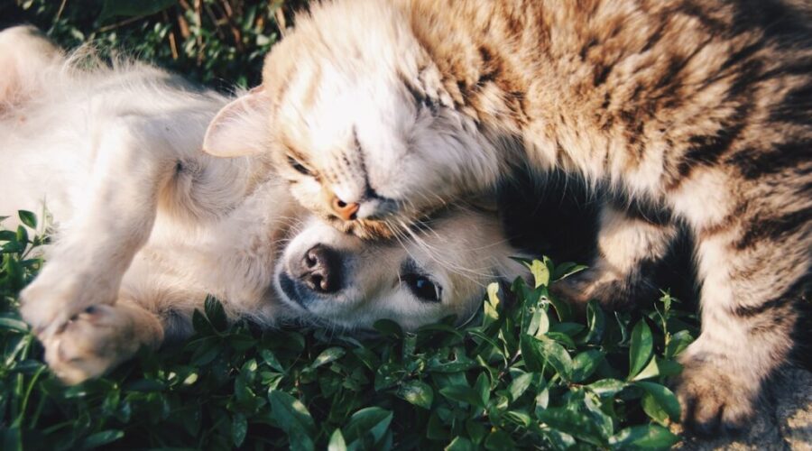 NBSPCA’s Happy Tails program aids nearly 1,300 pets