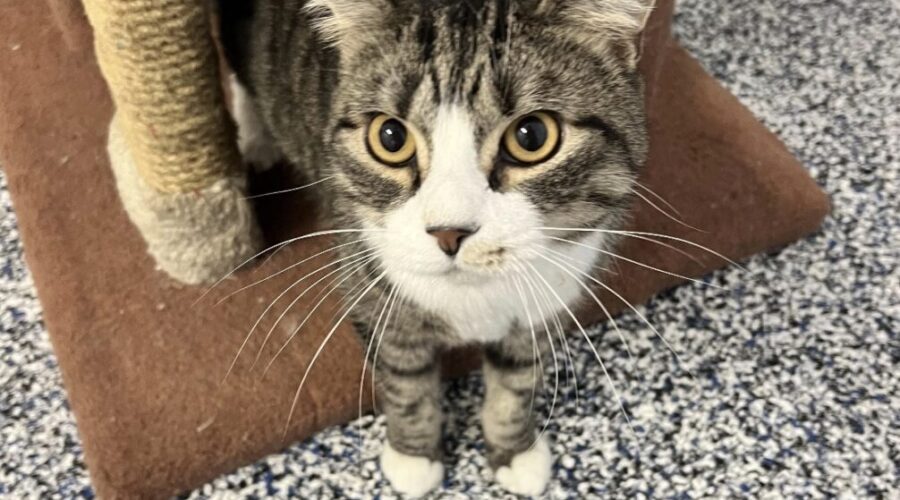 Sparky would love to meet you.
