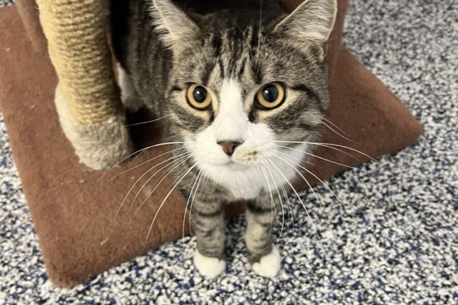 Sparky would love to meet you.