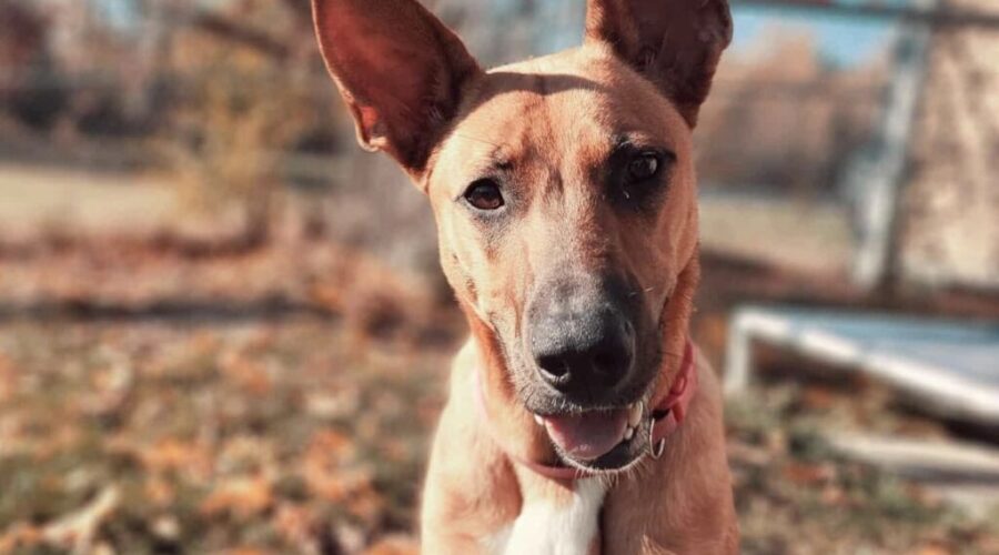 Beasley is still looking for her forever home