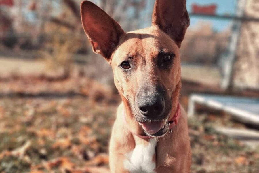 Beasley is still looking for her forever home