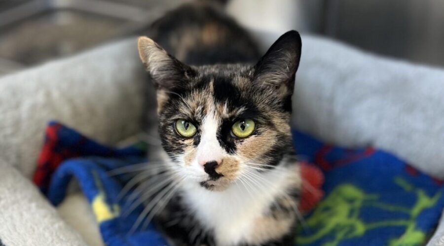 Patches is looking for her forever home