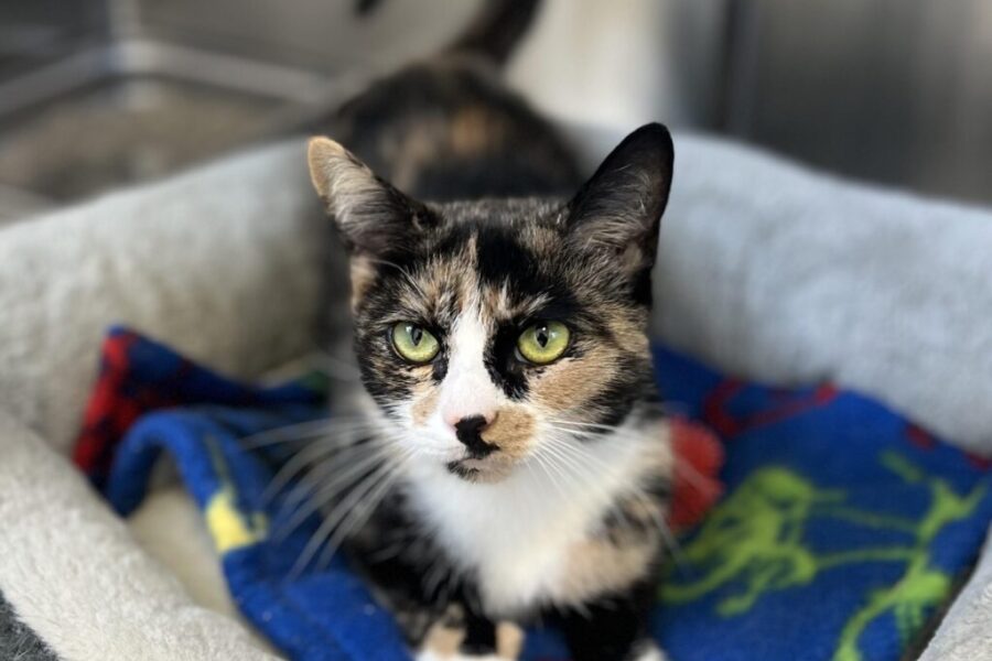 Patches is looking for her forever home