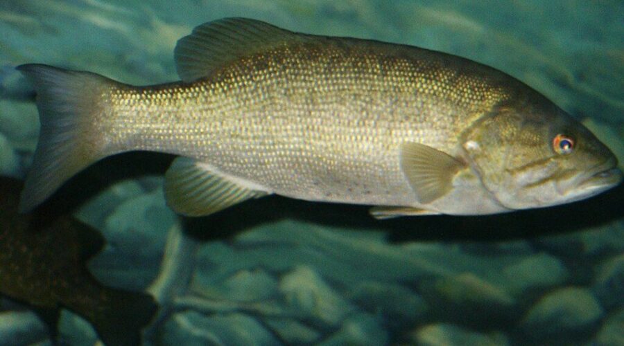 N.B. asks anglers to help get rid of invasive species