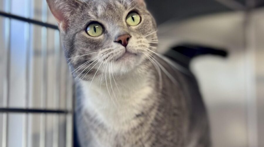 Scarlett is looking for a new home