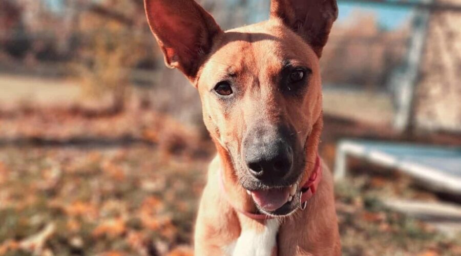 SPCA Pet of the week