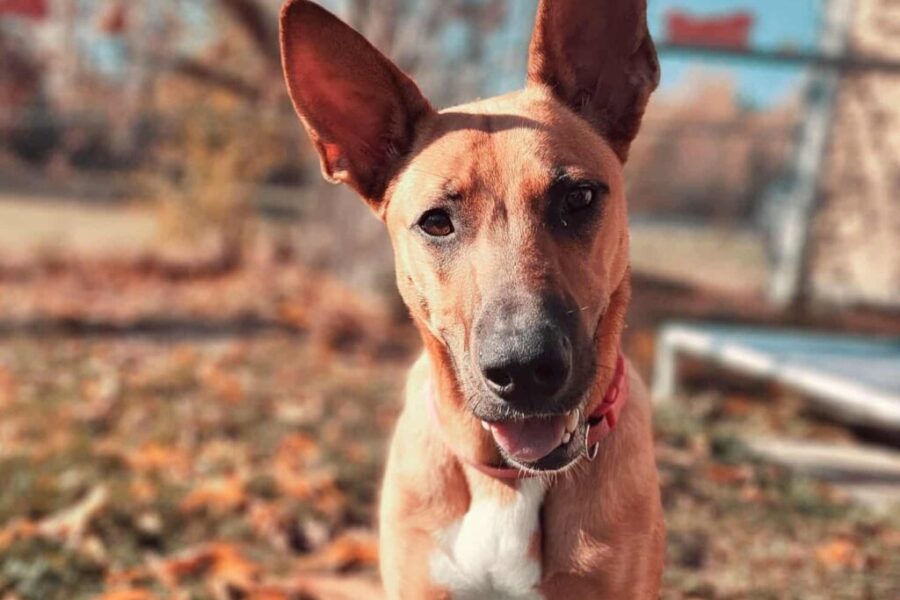 SPCA Pet of the week