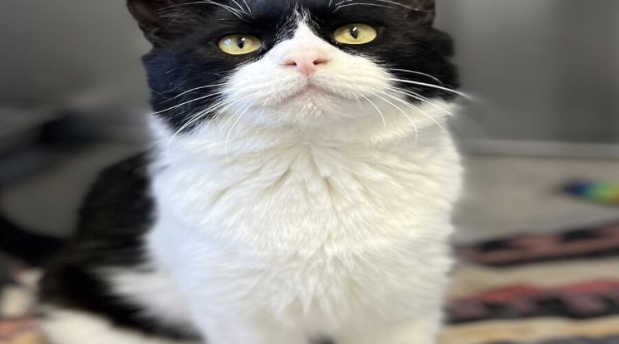 Gizmo would love to meet you