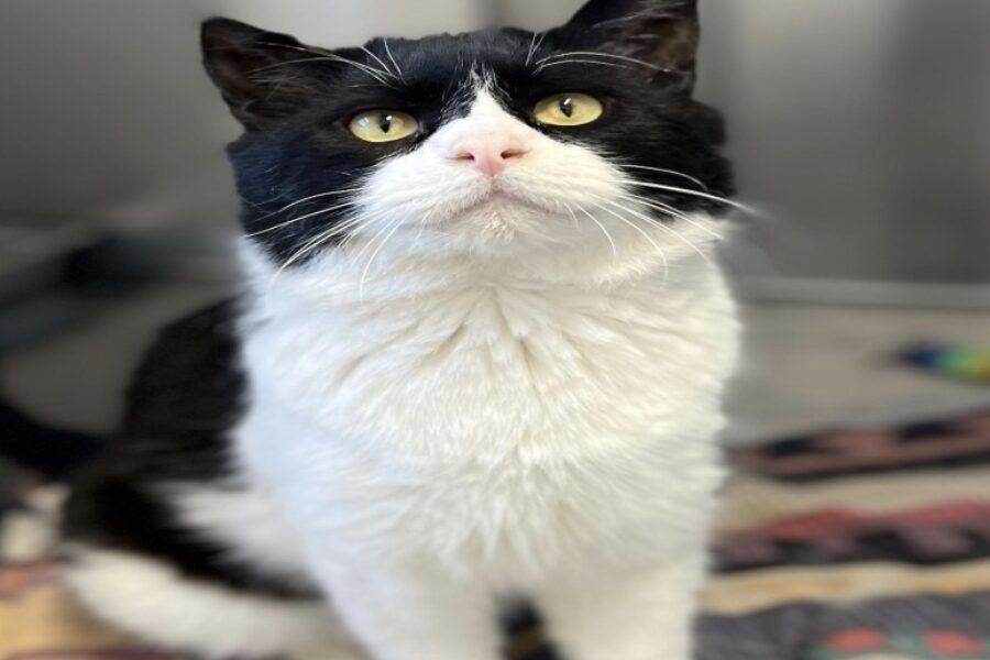 Gizmo would love to meet you