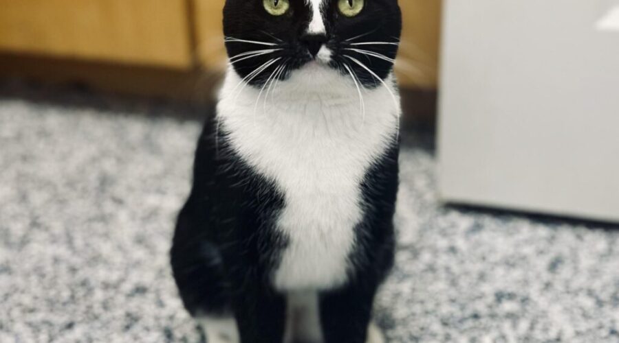 Scamp is the Pet of the Week