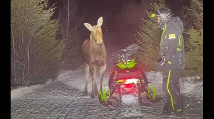 VIDEO: Snowmobilers close encounter with N.B. moose goes viral