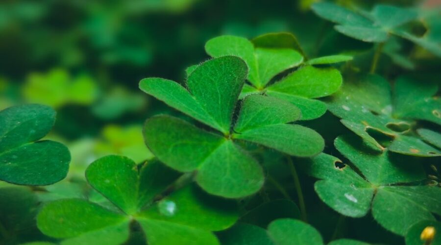 Celebrating Charlotte County’s Irish Heritage!