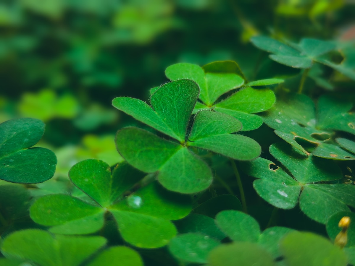 Four-leaf clover among other green clovers.