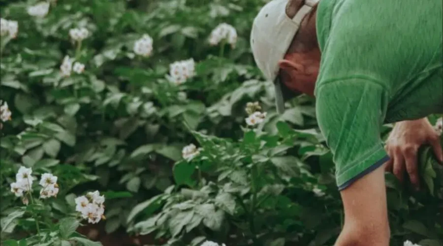 New Brunswick among top provinces for farmland growth