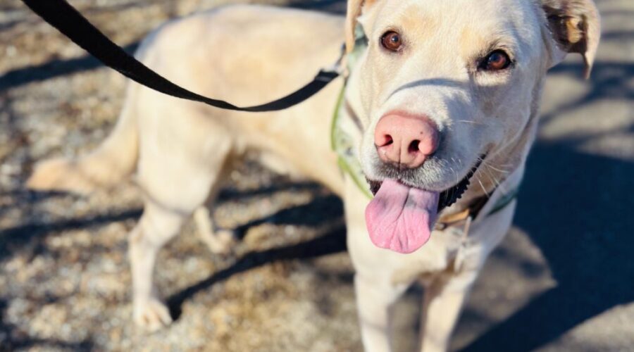 Odie & Oakley are looking for a new home