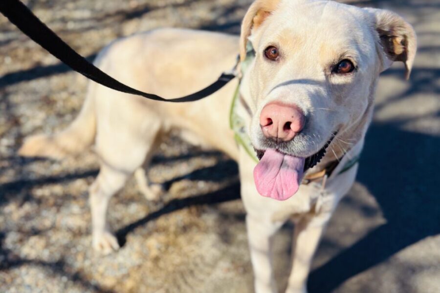 Odie & Oakley are looking for a new home