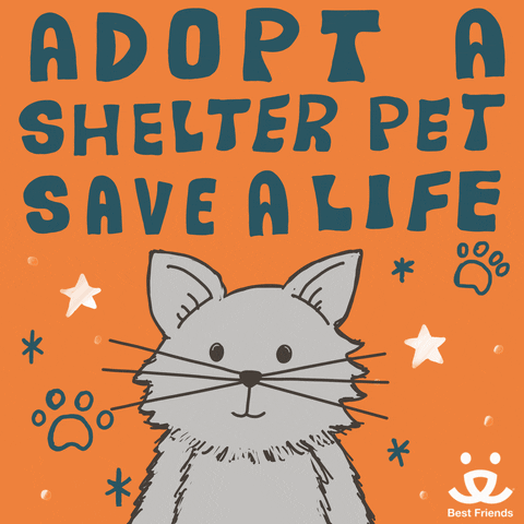 Susie and Oakley are looking for a home