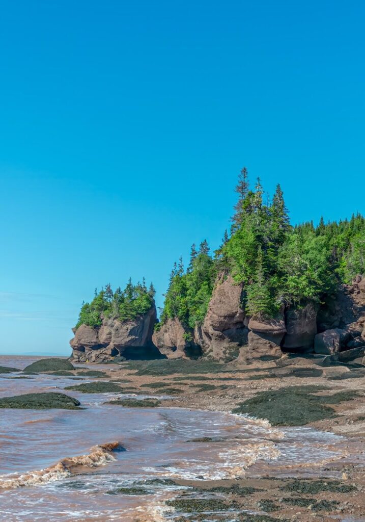 A sandy beach next to a forest covered shore