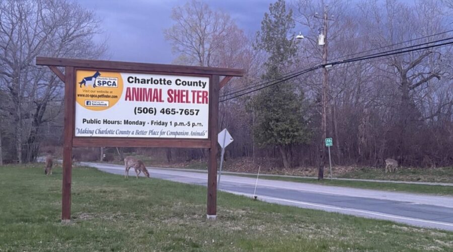 Kitten Season continues at the Animal Shelter
