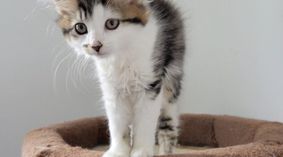Kitten Season is here