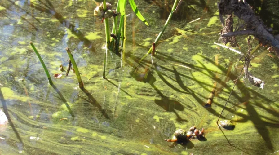 Public Health reminds New Brunswickers about cyanobacteria risks