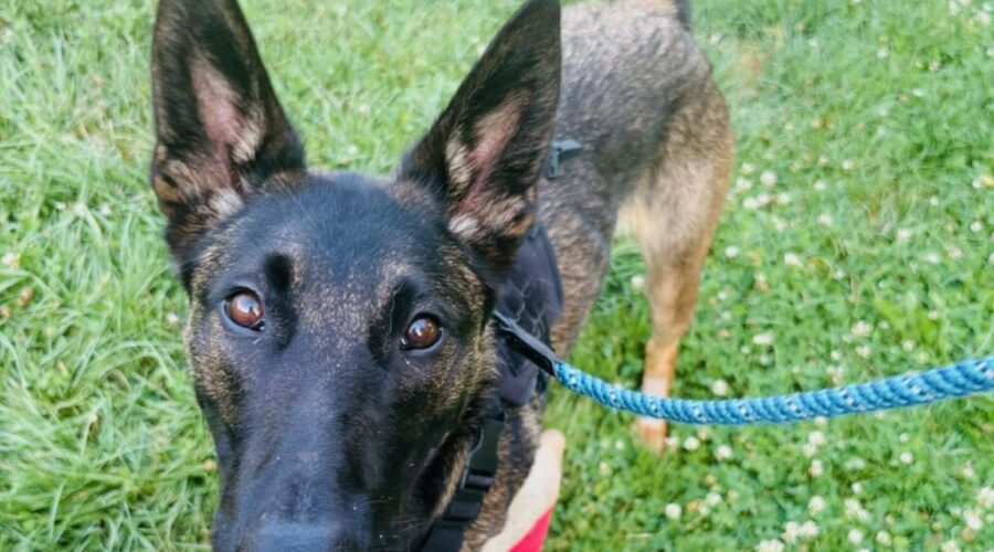 Charlotte County SPCA Pets of the Week.