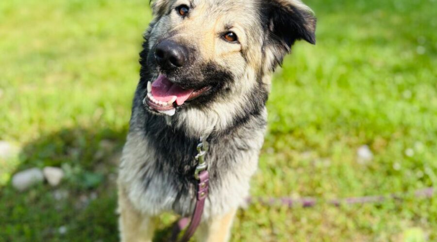 Echo and Dobby are looking for their forever home