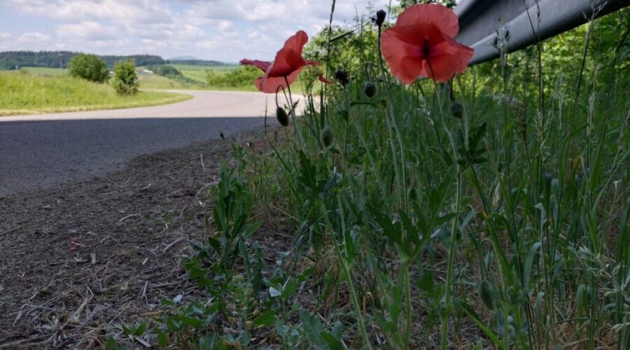 N.B. Premier expresses condolences after tragic crash leaves three dead