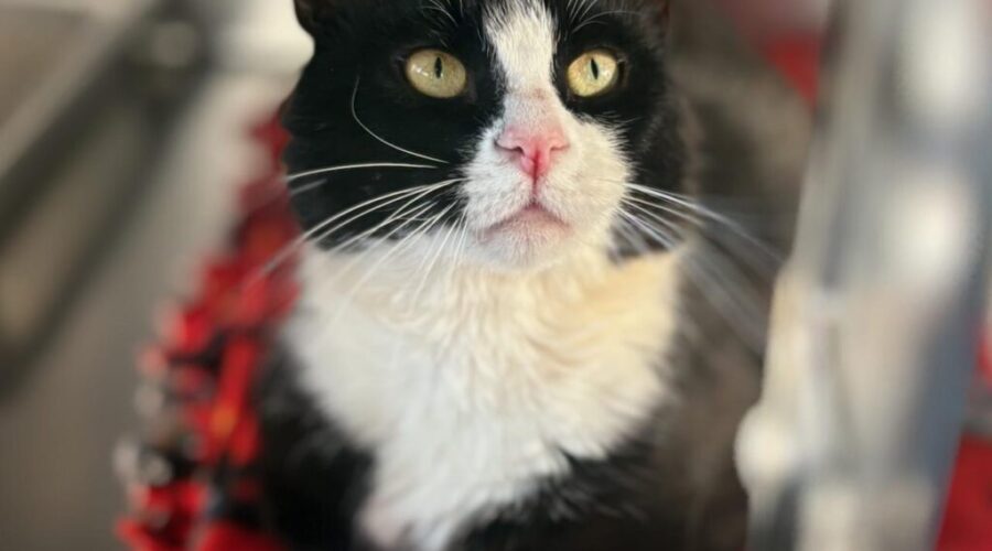 Pets up for Adoption