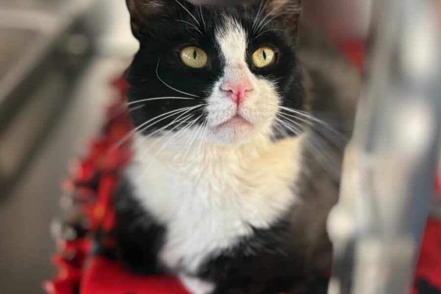 Pets up for Adoption
