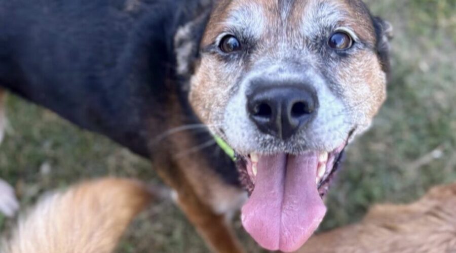 Everly & Lightning are looking for their forever home.