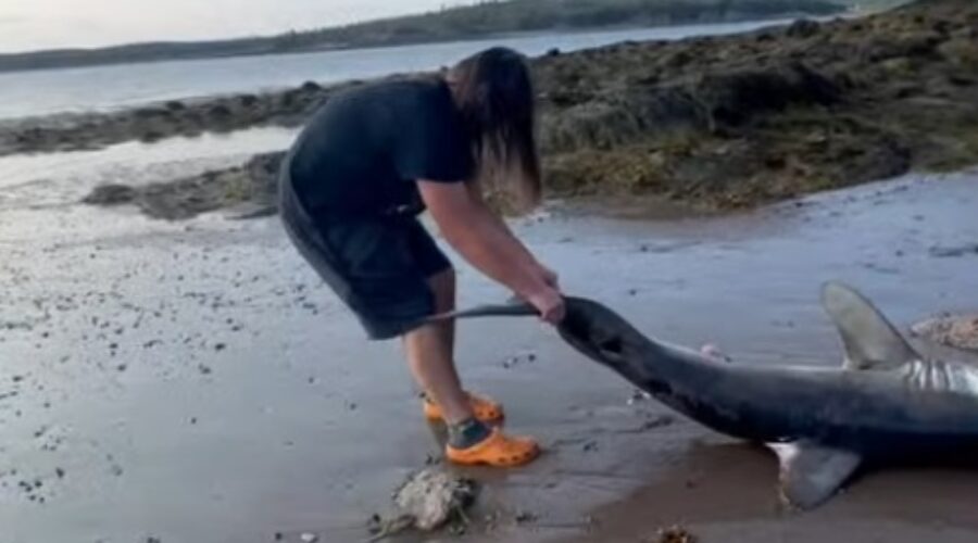 Teen helps stranded porbeagle shark on New River Beach
